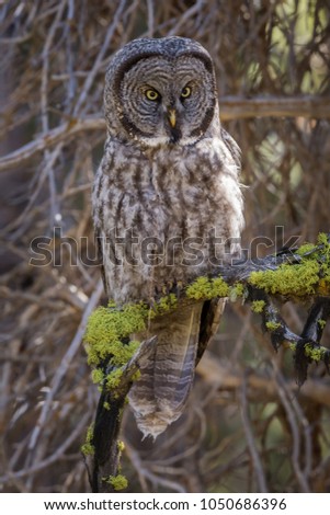 A great gray owl is beautifully camouflaged in a boreal forest.