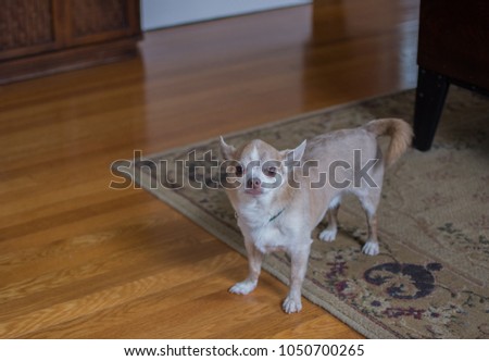 Chihuahua dog alert on hardwood floor