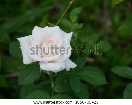 A white rose in the dark green garden background. 