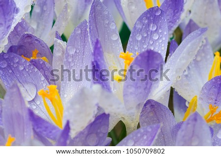 Photo close small spring flowers crocuses. They can be white, purple, yellow
