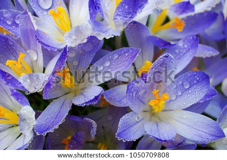 Photo close small spring flowers crocuses. They can be white, purple, yellow