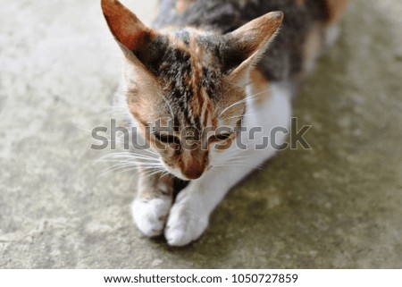 A three colours Thai cat.