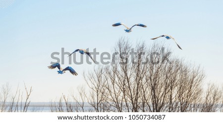 Geese flying along trees in sunlight in winter
