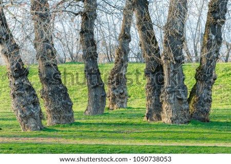 Trees without leaves in the green field on a bright sunny day