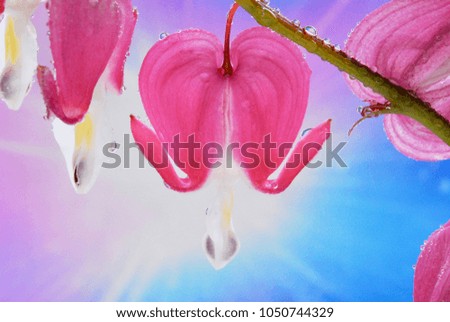 close up image of dicentra flower