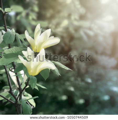 Mysterious spring floral background with blooming white magnolia flowers on a sunny day. Magnolia acuminate variety (Cucumber tree). Family Magnoliaceae. Copy space.