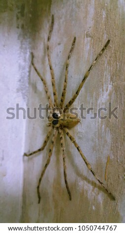 Close up spider and concrete
