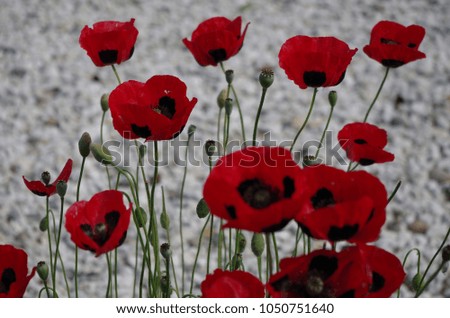 The red poppies with black spots -  The Ladybird Poppies. 