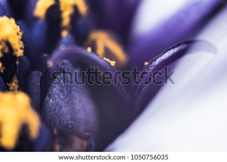 Macro of purple flowers with yellow pollen