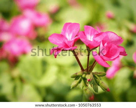 Beautiful small pink flowers in garden on blurred nature background with copy space.