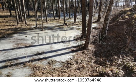 Winter forest and a frozen lake