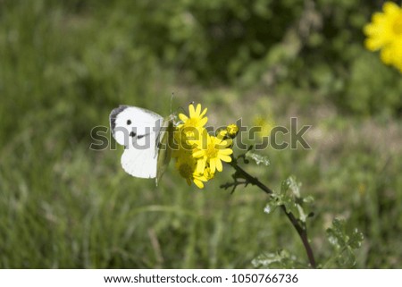 white butterfly on yellow flower