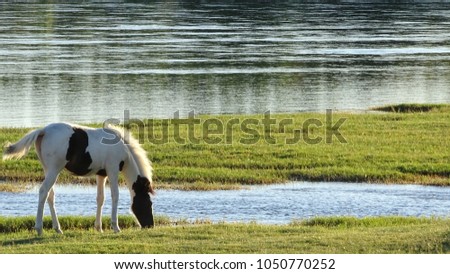 The white and brown horse or foal is drinking wáter on the shore of the Rio Negro, the Surface is covered of a green kind of Grass called ‘gramilla’.