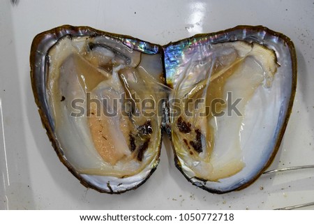 this pic show open windowpane oyster for removing a pearl