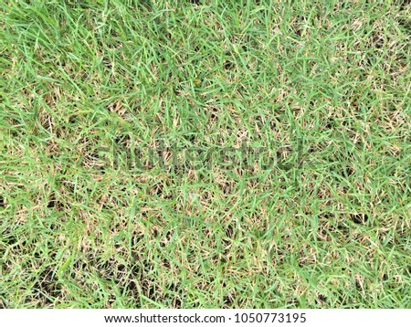 Green grass floor texture for natural background