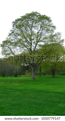 Widely lawn and tree isolated in garden spring at Niagara falls park. Soft focus and sunny day.