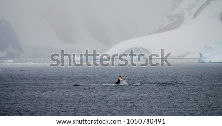 Humpback Whales in the Foyn Harbour of Antarctica.