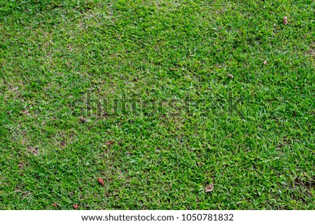 Close up texture image of green grass in the park.