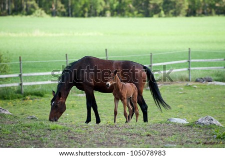 Mare and foal grazing in the Swedish countryside