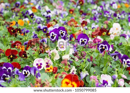 Multicolor pansy flowers or pansies blooming in spring garden