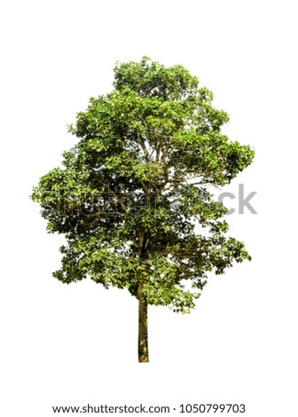 tree isolate cut out on white background and clipping paths
