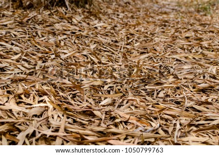  bamboo leaf drop on the floor