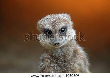 Meerkat close-up