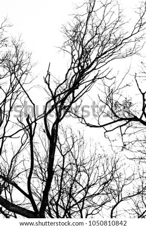 photo silhouettes of tree branches on a white background