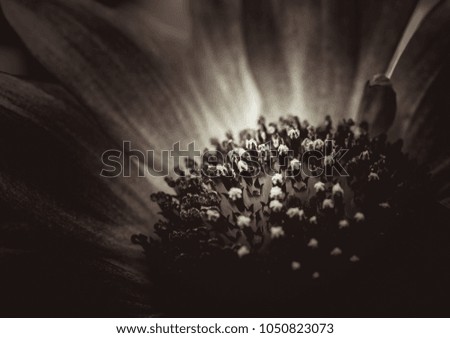 Close-up view of a daisy flower