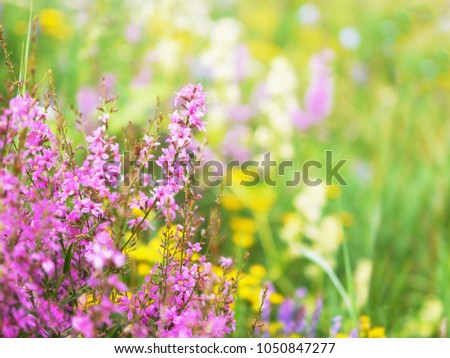 Pink wild flowers in the clearing. Natural floral background, spring, summer.