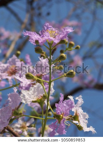 Lagerstroemia loudoni Teijsm. & Binn.
Purple,Pink,Purple and white flowers.
The bouquet at the end of the branch.
The cup is split into 5-8 cups, the petals are 6 petals, rounded, thinly wrinkled.
