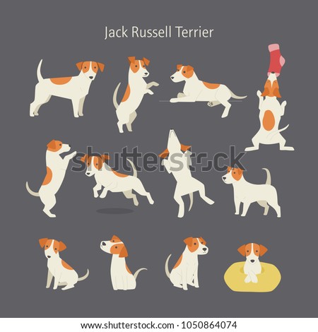 Jack russell terrier dog breed pose set. vector illustration flat design