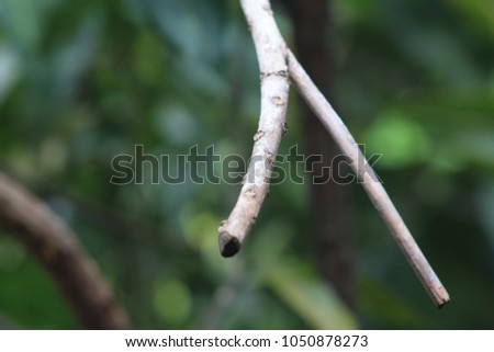 Leaf macro picture