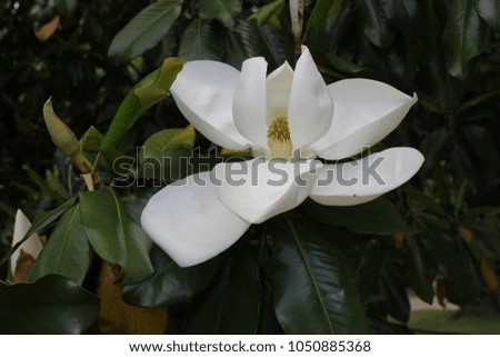 magnolia tree bloom Royalty-Free Stock Photo #1050885368