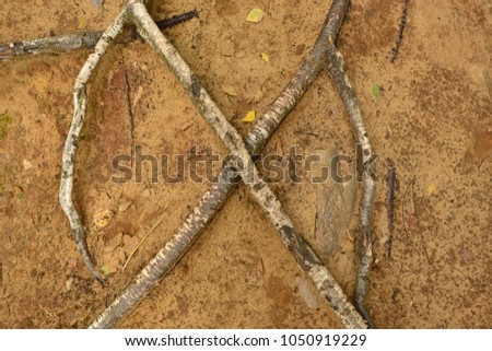 tree roots in the form of a cross