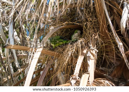 Couple of Monk Parakeet in their nest in Terramaini Park, Cagliari, Sardinia, Italy