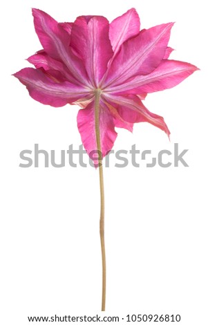 Studio Shot of Magenta Colored Clematis Flower Isolated on White Background. Large Depth of Field (DOF). Macro.