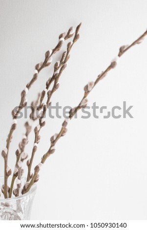 pussy willow on white table