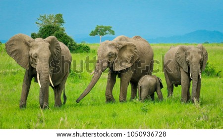 Family of elephants in Tanzania, Mikumi National Park Royalty-Free Stock Photo #1050936728
