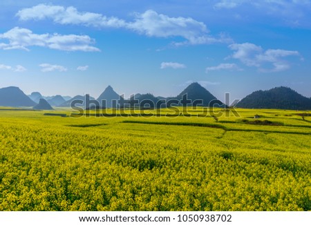 The Yellow Flowers of Rapeseed fields with blue sky at Luoping, small county in eastern Yunnan, China