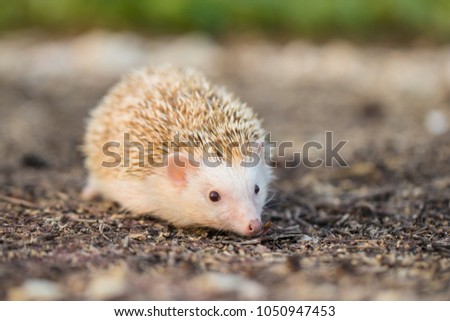 Albino porcupine lying on the ground floor. Animal in Naturally portrait style with blur background. Soft focus. (African Pgymy Hedgehogs)