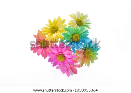 Border of rainbow Chrysanthemum flowers 
