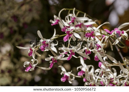Orchid flower. Royalty high quality free stock image of beautiful pink orchid flower. The Orchidaceae are a diverse and widespread family of flowering plants at Vietnam