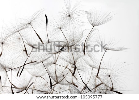 dandelion seeds over white background Royalty-Free Stock Photo #105095777