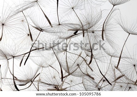dandelion seeds over white background Royalty-Free Stock Photo #105095786