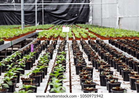 Seedlings of flowers. Large greenhouse with pots with seedlings of flowers.