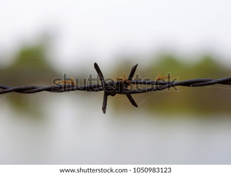close up old barbed wire fence and ant