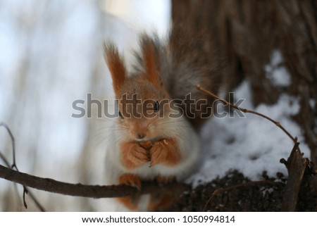 charming vulgaris red squirrel gnaws nuts