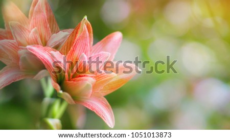 Amaryllis flower blooming in garden(Lady Jane Amaryllis Double Flower),Orange Amaryllis