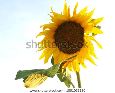 Big yellow sunflower against the blue sky       